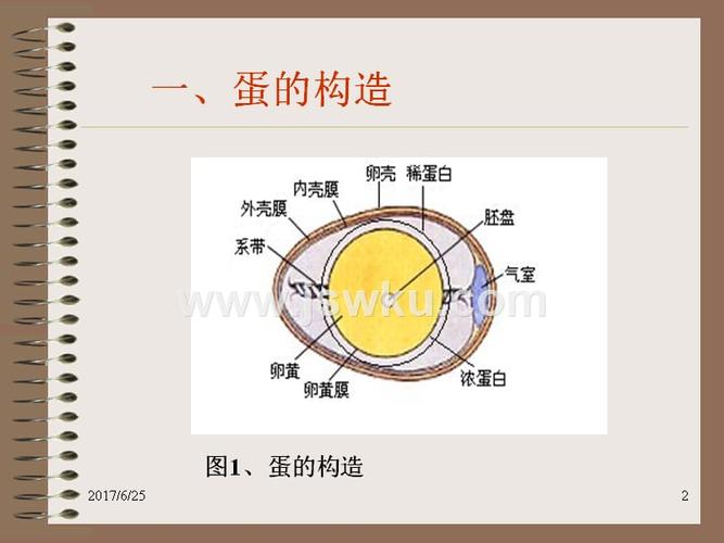 蛋的构造和品质测定