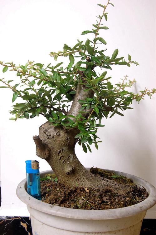 拿到好的"火棘"树桩,这样处理,"盆景"才出彩