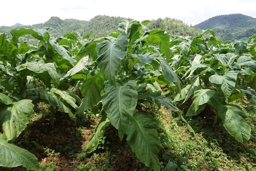 泸州市叙永县云烟105长势