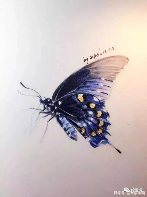 蝴蝶彩铅画怎么画?教你从素描到彩铅一步步画只翩翩起舞的蝴蝶