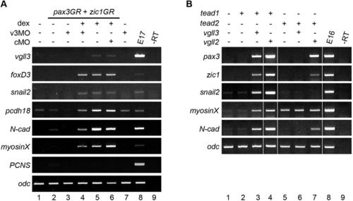 vestigial-like 3 is a novel ets1 interacting partner and