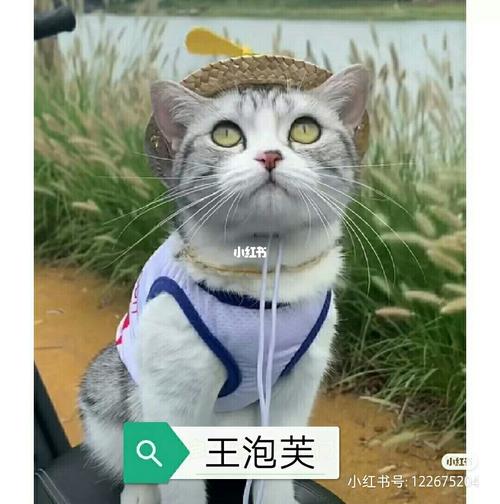 小网红,王泡芙._宠物_猫