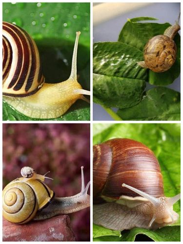 郏县第一幼儿园大三班生态课程 —— 探索小蜗牛