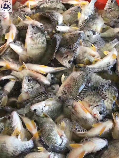 正宗饶平野生黄立鱼鲜活黄翅鱼新鲜海鱼营养海钓黄赤鱼海宝宝辅食_7折