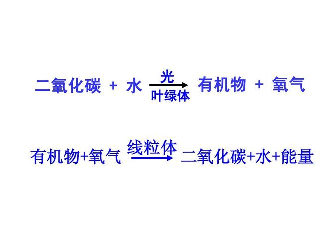 初中生物呼吸光合作用的综合运用ppt