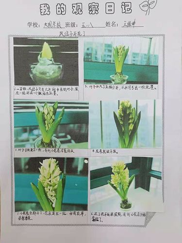 王熤坤为我们介绍了风信子的开花过程.