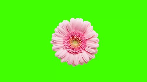 快速旋转的花朵