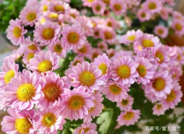 小米菊——新手也能做到两个月爆盆