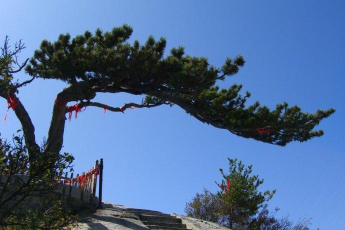 喜欢华山顶上一青松.