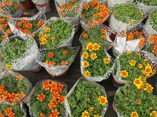 上海华新花卉苗木基地-"记得去年秋天妈妈说家里需要甜点绿植了,万.