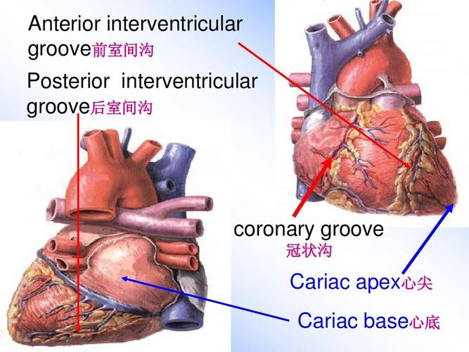 17心包和心脏解剖ppt