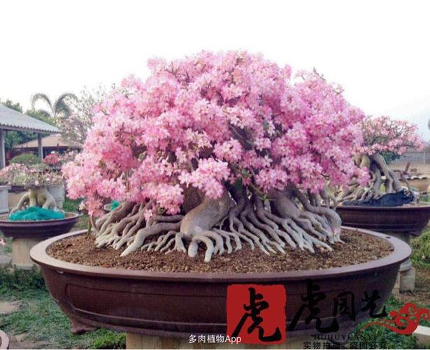 出售有标价                  泰国进口沙漠玫瑰tsc索科特拉,开花超美