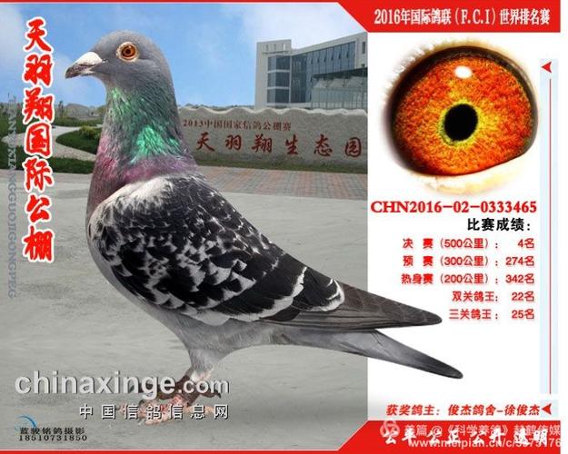 天津领军人物徐俊杰 "十年磨一剑" 俊杰鸽舍庞大的种鸽阵容,再现辉煌!