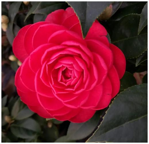 花期长好养护的茶花,这14个经典品种,真的美极了