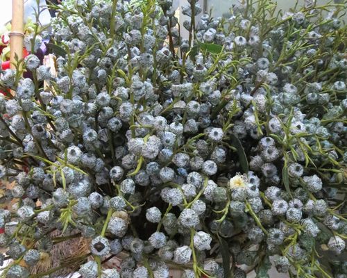 云南昆明基地直批尤加利果花卉新鲜尤加利果桉树果天然新鲜花材