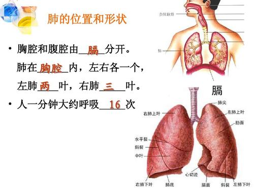 2[2]肺泡与血液的气体交换ppt  肺的位置和形状   胸腔和腹腔由