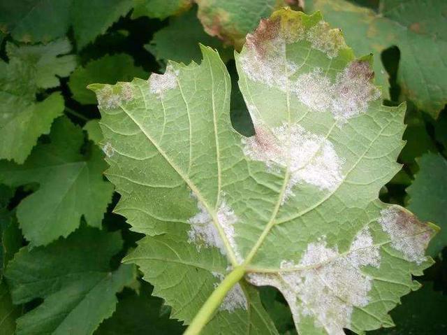 葡萄霜霉病的防治方法,看这里!