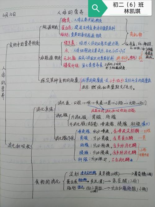 优秀作业展示:《人体的营养》思维导图