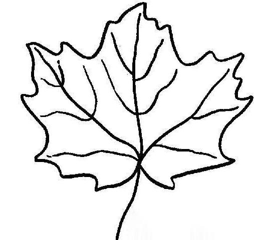 枫叶叶子简笔画 树叶简笔画