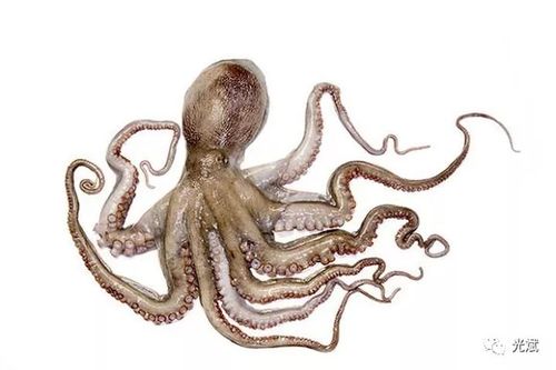 这实在超出了我的能力范围,, ,  就是小章鱼,章鱼和八脚鱼.