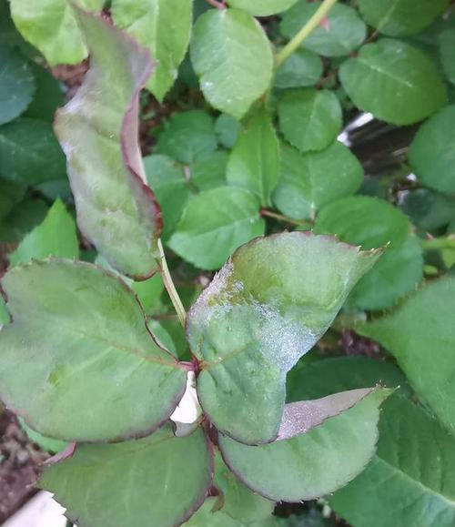 清明时节雨纷纷,小心月季白粉病来袭!|霜霉病|嫩叶