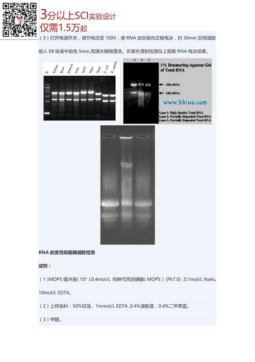 rna琼脂糖凝胶电泳
