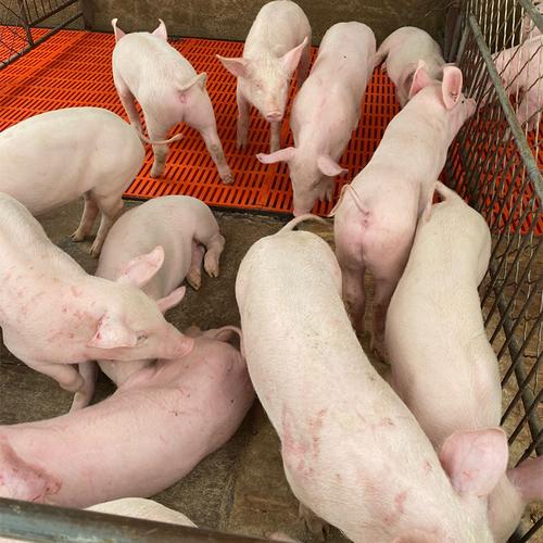 小猪仔的价格 四季牧场养殖场有卖小猪仔 满意再付款