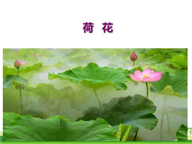 三年级下册语文荷花ppt