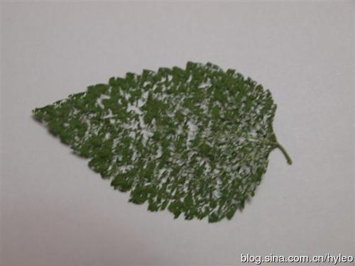 自然的美丽桑叶画