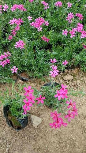 批发丛生福禄考(芝樱)