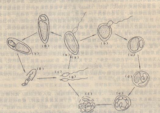 a:蛭弧菌侵染宿主细胞;b:穿入宿主细胞壁;c:进入宿主细胞质,鞭毛脱落