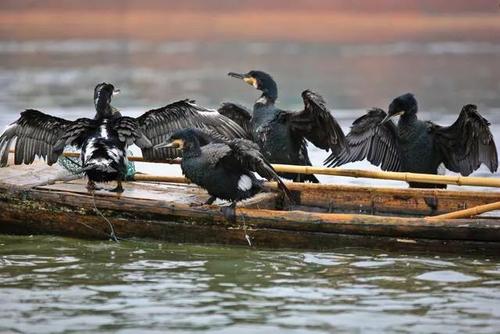 鸬鹚又叫鱼鹰,水老鸦,有1属39种,其中在我国有5种.