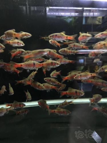 小型热带鱼 【其它】钻石彩虹鲫怎么分公母  0人已赞 举报 快给朋友