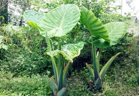 滴水观音与海芋是同一种植物吗