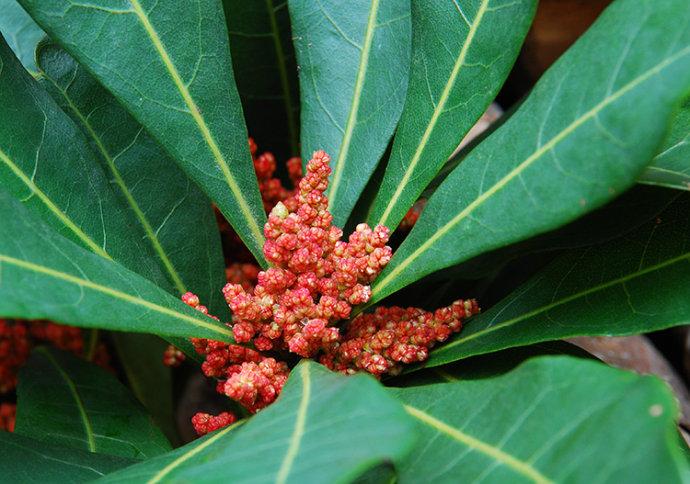 在乡间流传说杨梅是不开花的,不开花怎么结果呢,怕是大家吃过杨梅没
