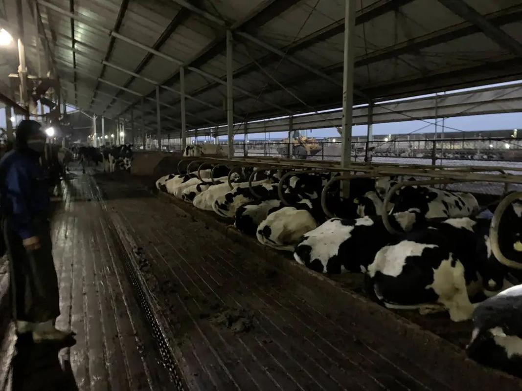 牛的福利就是人的福利奶牛场上员工对动物福利的看法