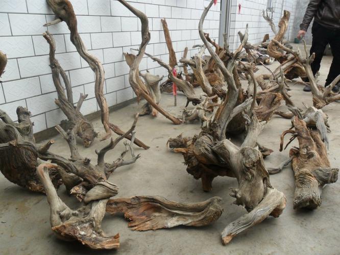 批发 零售的崖柏种类,其中包括了崖柏雕刻料,崖柏根艺料,崖柏树瘤老料