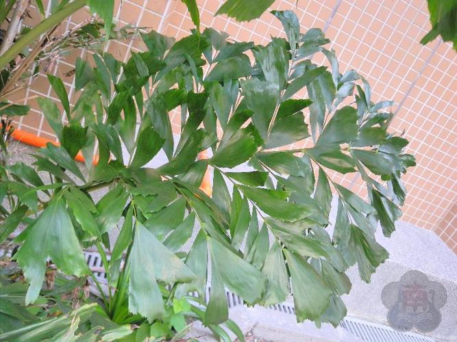 二回羽状复叶:叶轴两侧为对生的羽状复叶