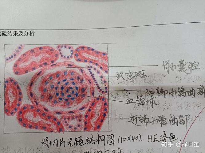 肾切片光镜结构图10*40