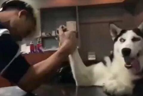 明明是在和哈士奇比赛扳手腕, 最后却输在了这货的表情包下