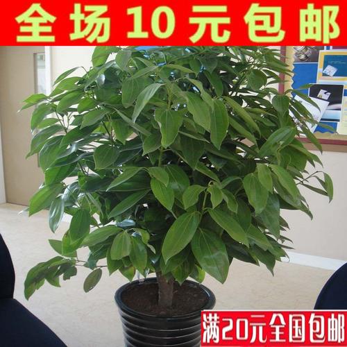 批发平安树种子 平安树苗 平安树小苗 幸福树种子 花卉种子