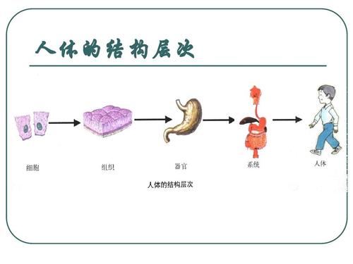 人体的结构层次
