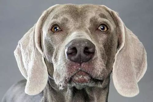 硬毛指示格里芬犬