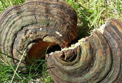 树舌灵芝的功效与作用