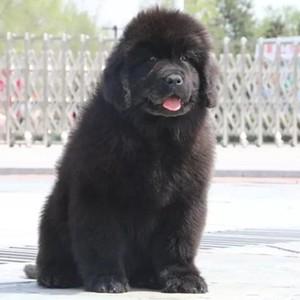 纽芬兰犬