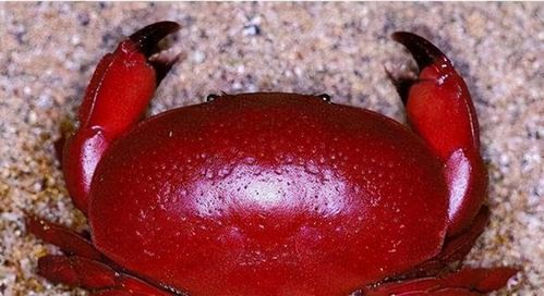 据了解这种螃蟹如果食用100g以上人便会直接中毒身亡,是