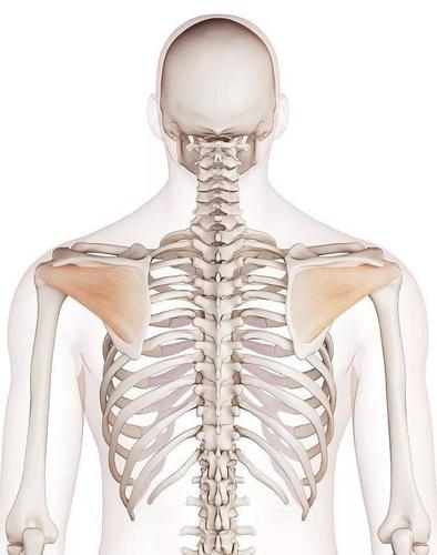深入学习了解肩胛骨