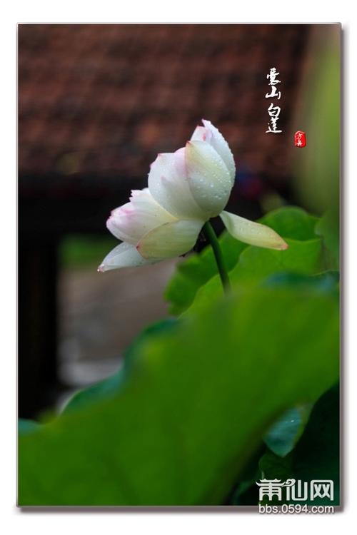 雨中赏囊山寺白莲花