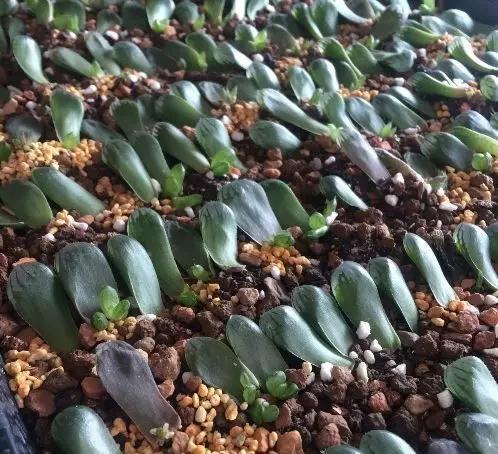 4月发文:多肉快速生长法,从豆芽苗到爆盆,只用18天!