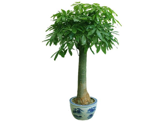 真正的发财树图片大全